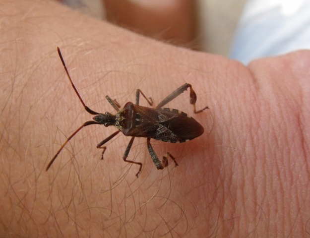 Coreidae: Leptoglossus occidentalis a Grosseto